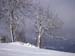 016 arbres blancs